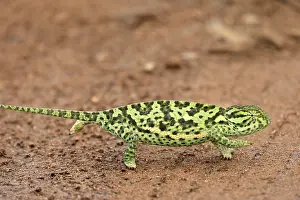Lappet-faced chameleon (Chamaeleo dilepsis)
