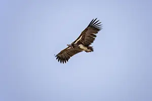 Lappet-faced vulture, Torgos tracheliotos