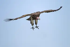 Lappet-faced Vulture (Torgos tracheliotos) flying
