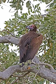 Lappet-faced Vulture, Torgos tracheliotus