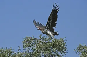 Lappet Faced Vulture (torgos tracheliotus)