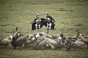 Lappet-faced Vultures (Aegypius tracheliotus)