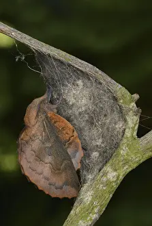 Lappet (Gastropacha quercifolia) Moth newly emerged adult