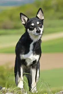 Lapponian Herder, Lapinporokoira