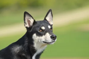 Lapponian Herder, Lapinporokoira