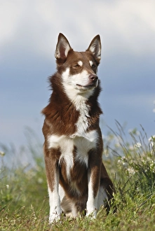 Lapponian Herder, Lapinporokoira or Lapp Reindeer dog sitting in the grass