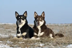 Two Lapponian Herders, Lapinporokoira