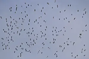 Lapwing, spring migration (Vanellus vanellus)