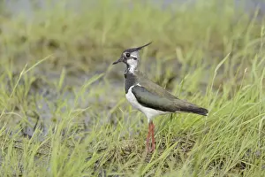 Lapwing (Vanellus vanellus)