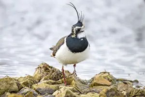 A lapwing (Vanellus vanellus) with black and white plumage stands on rocky ground by the water