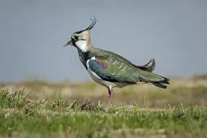 Lapwing (Vanellus vanellus), Cley Marshes