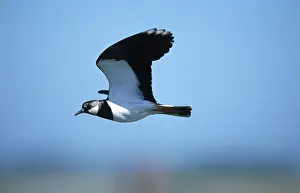 Lapwing (Vanellus vanellus), Hessen, Germany, side