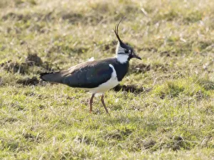 Lapwing (Vanellus vanellus) migrant wader