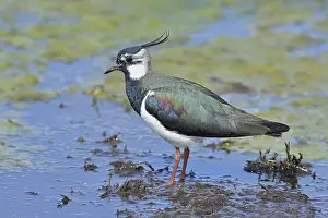 Lapwing (Vanellus vanellus), in splendid plumage