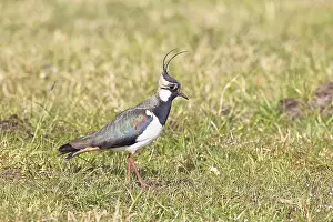 Lapwing (Vanellus vanellus), in splendid plumage