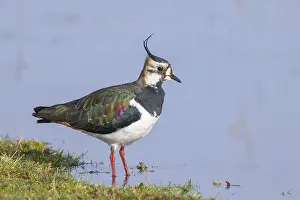 Lapwing (Vanellus vanellus), in splendid plumage