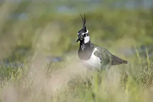 Lapwing (Vanellus vanellus), in a wet meadow