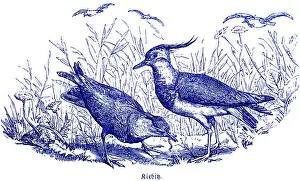 Two Lapwings, Hubertus Hunting and Hunting Scenes