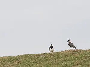 Two lapwings looking for food in a meadow