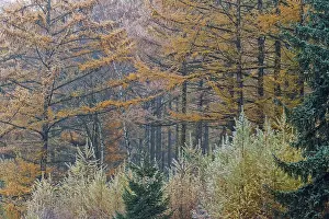 Larch forest in autumn, Christhinental