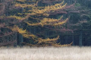 Larch forest in autumn at the edge of a forest meadow