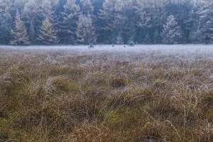 Larch forest in autumn at the edge of a moor