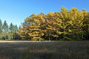 Larch forest in autumn at the edge of a moor