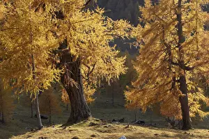 Larch forest in autumn, Heiligenbach