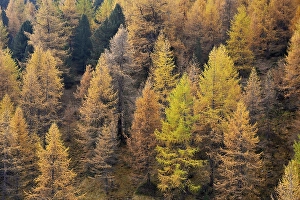 Larch forest European larches