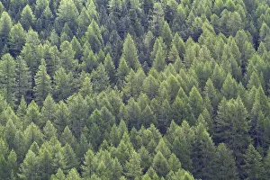Larch forest, full-size, background