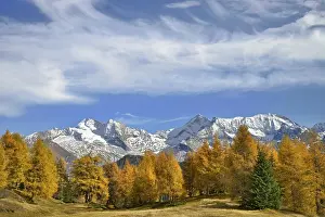 Larch forest (Larix) in autumn