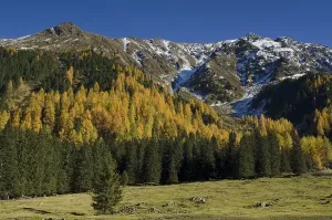 Category Mountain Landscapes Prints: Larch forest in Sellraintal, behind Freihut