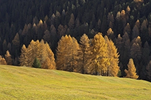 Larch (Larix) in autumn colors