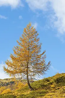 Framed Print : Larch (Larix) in autumn colors against blue skies