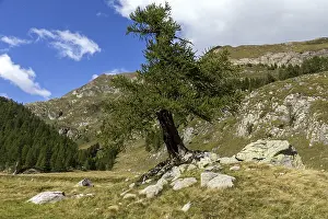 Larch (Larix), Sambuco Valley, Vale Sambuco