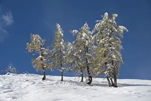 Category Mountain Landscapes Prints: Larch (Larix) in the snow, Jenner