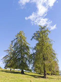 Larch meadows on the Salten, Salten