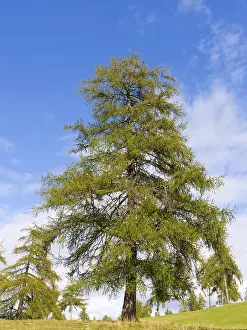 Larch meadows on the Salten, Salten