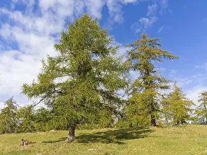 Larch meadows on the Salten, Salten