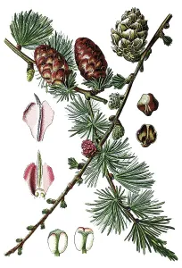 Larch tree (Pinus larix), historical chromolithography