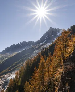 Larch trees in autumn colours, summit of the Aiguille du Midi