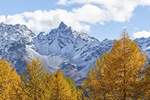 Larch trees (Larix) in autumn in front of mountain peaks