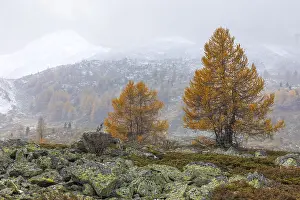 Larch trees (Larix) in autumn in front of mountain peaks with snow