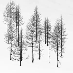 Larch trees in snow, black and white photo