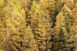 Larches in autumn