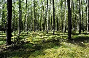 Larches (pinaceae)