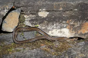 Large adder (Vipera berus) resting on rocks in the sun