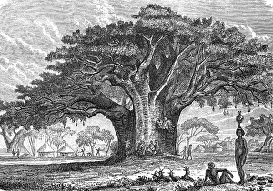 Large African baobab, Adansonia digitata