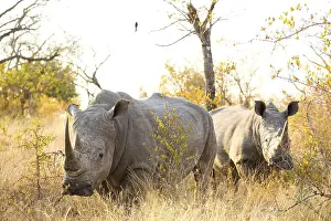Large African White Rhino in a South African Game Reserve