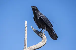 A large all black passerine bird enjoying the scenic view of the park